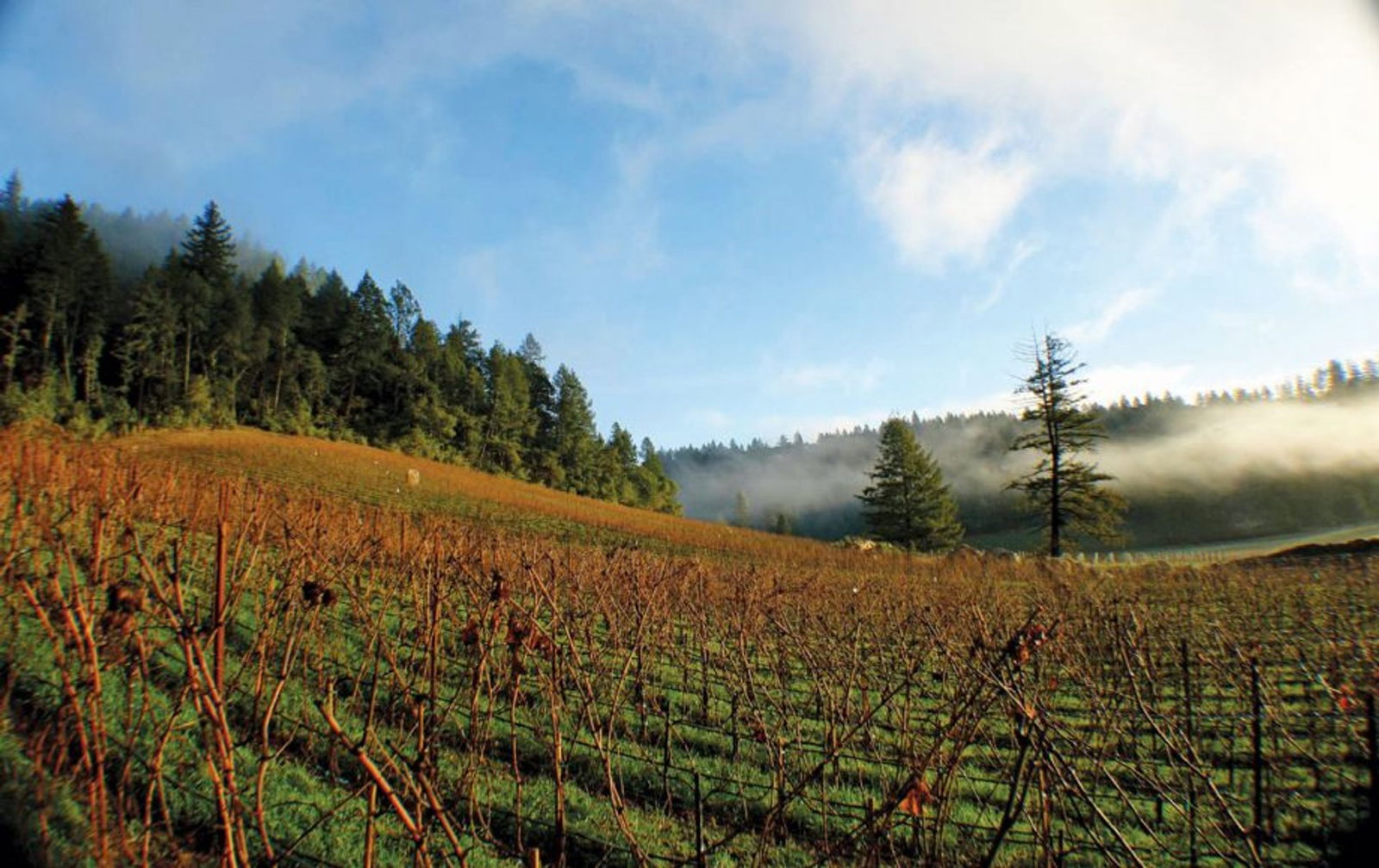 The Summer Dreams Vineyard