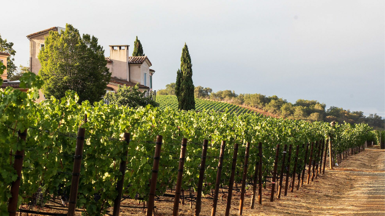 Vineyards with lush green grapevines stretch into the distance. A rustic house and tall trees are in the background under a clear sky.
