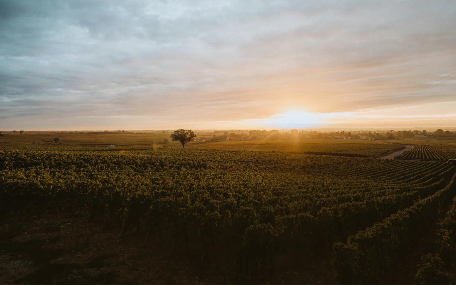 Sunset over a sprawling vineyard with rows of grapevines. A single tree stands out, casting long shadows. Sky is overcast, painting a serene mood.