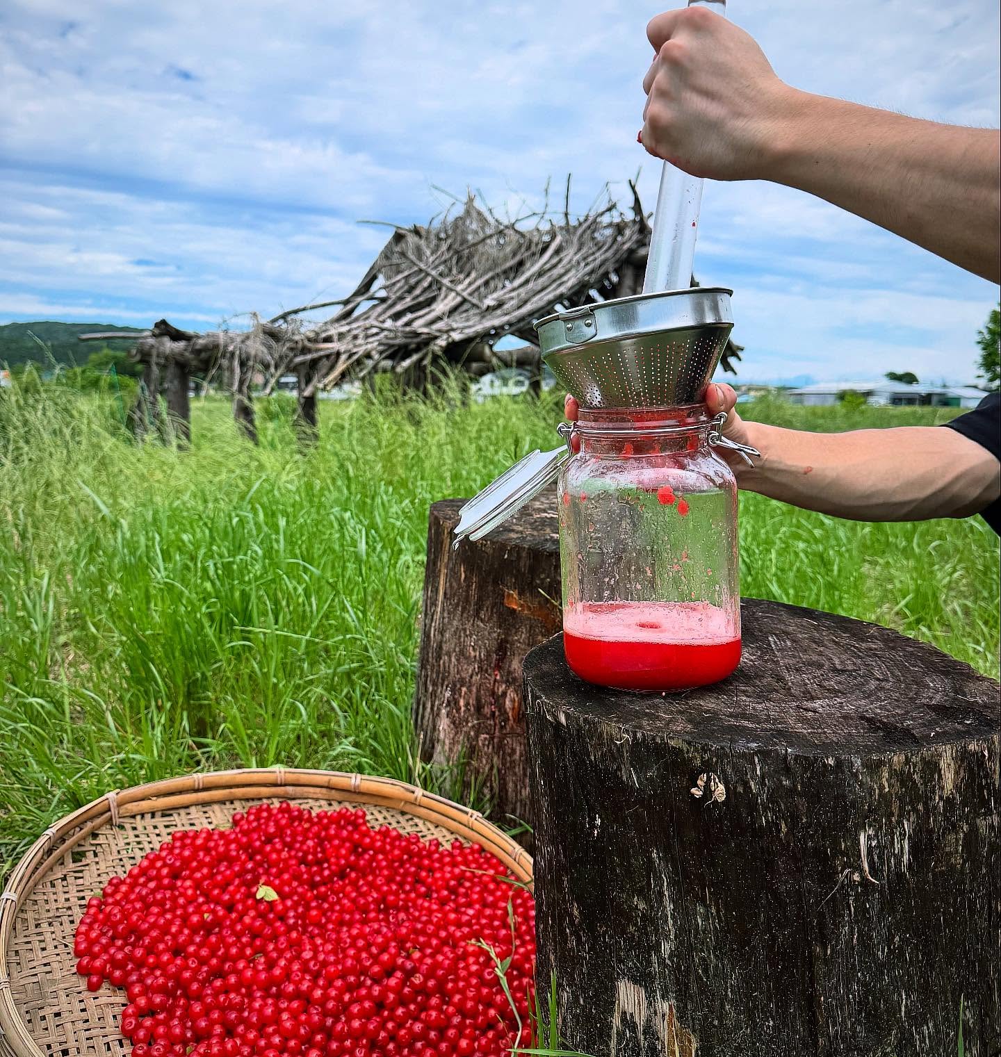 Person juicing red berries into a jar with a sieve. Basket of berries sits on grass. Rustic wood shelter and cloudy sky in the background.