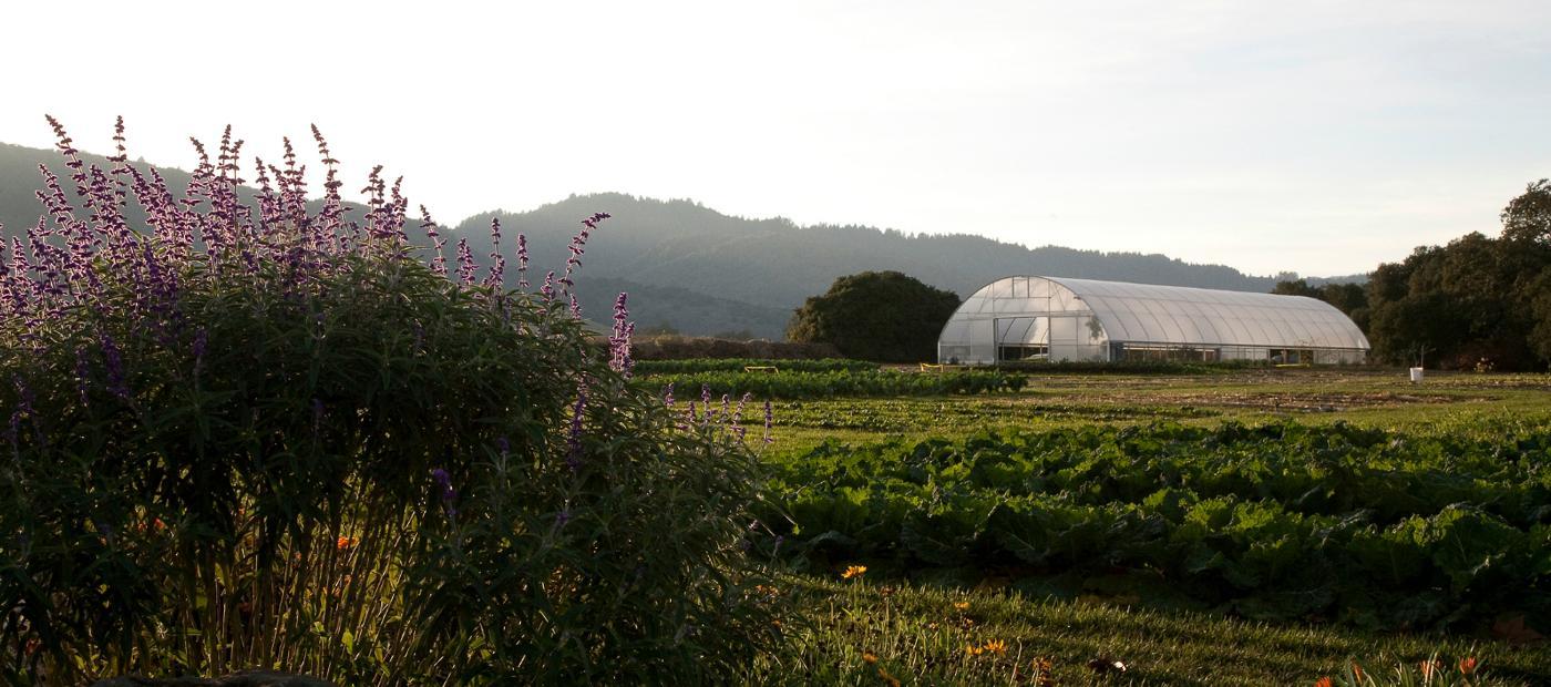 The sun sets over a greenhouse and expansive rows of fruits and vegetables.