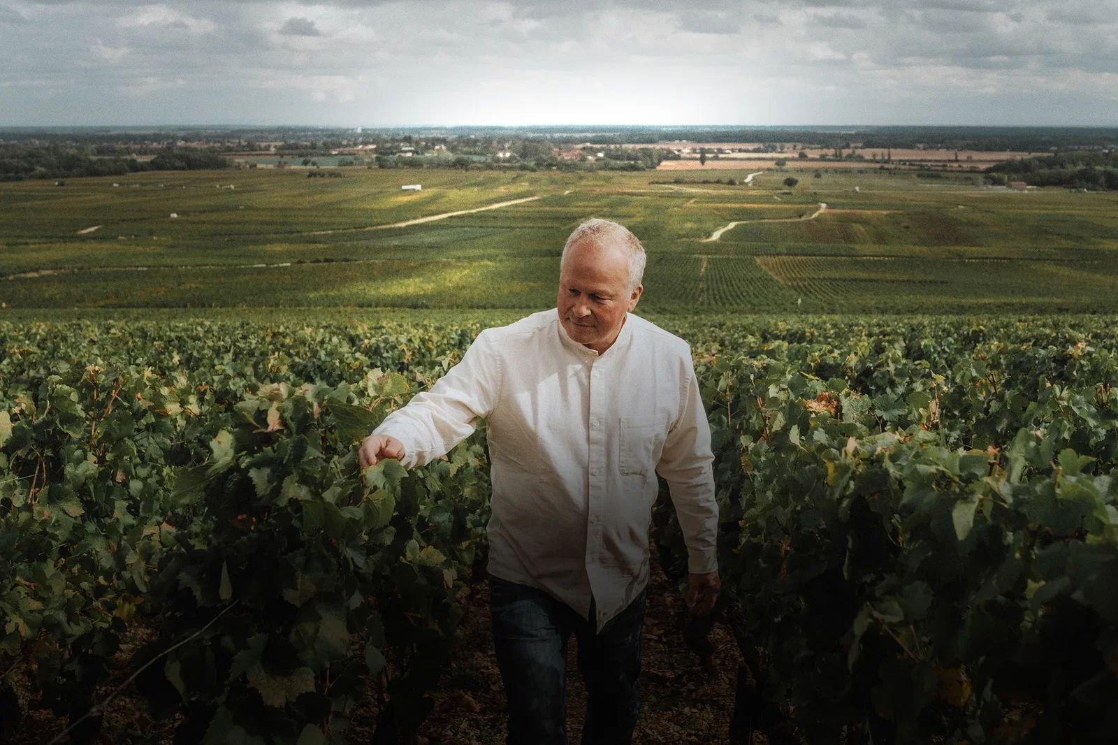 Man in a white shirt walking through a lush green vineyard, gently touching leaves. Vast fields stretch out under a cloudy sky.
