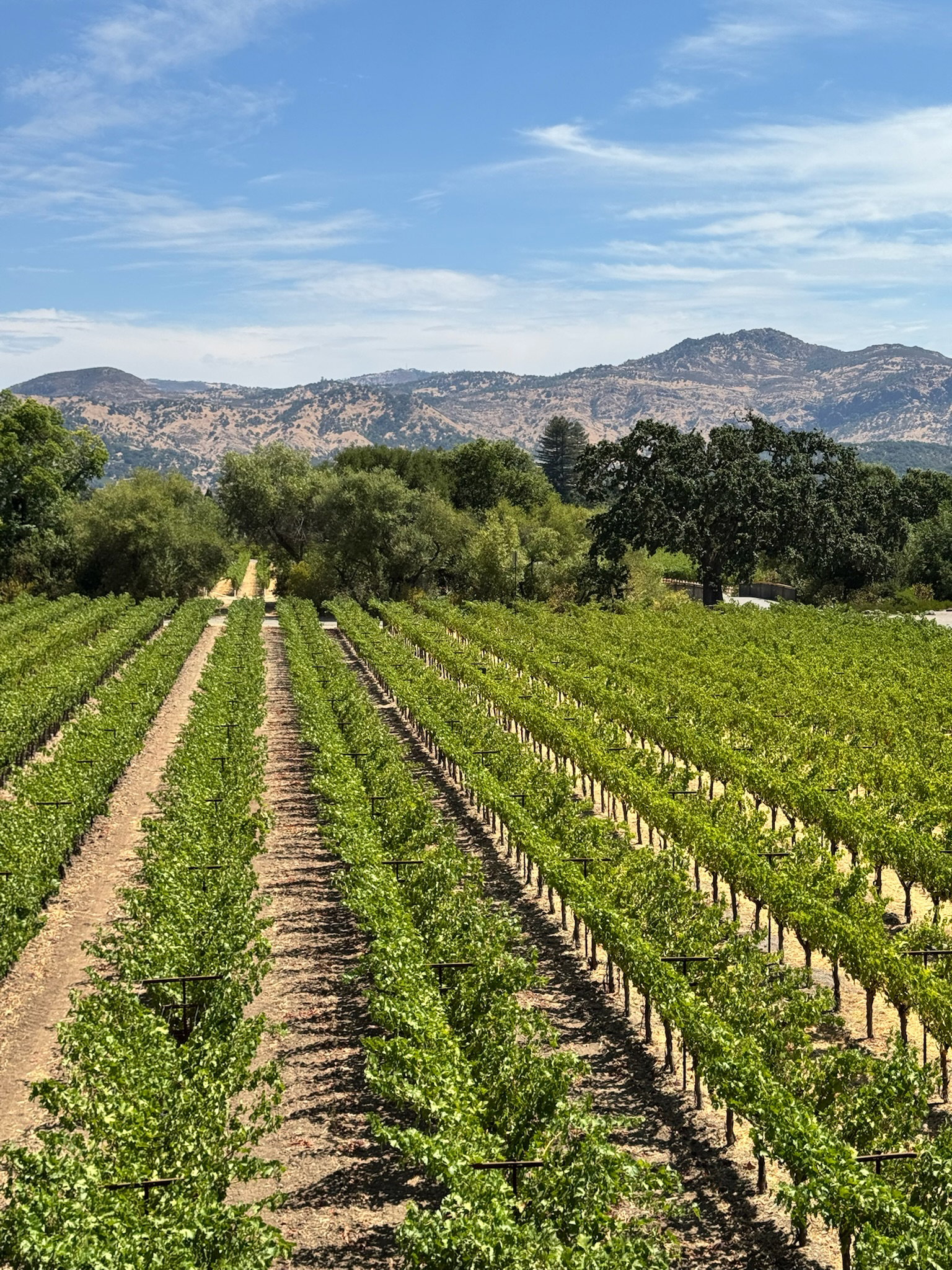 The vines at Dominus Estate