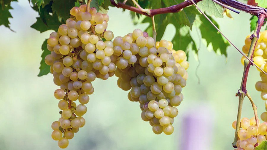Chenin Blanc Grapevine