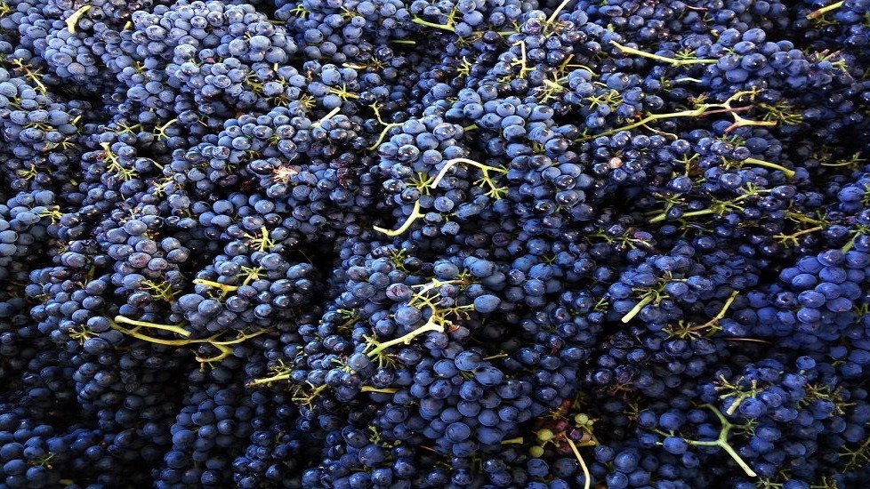 Syrah Grapes