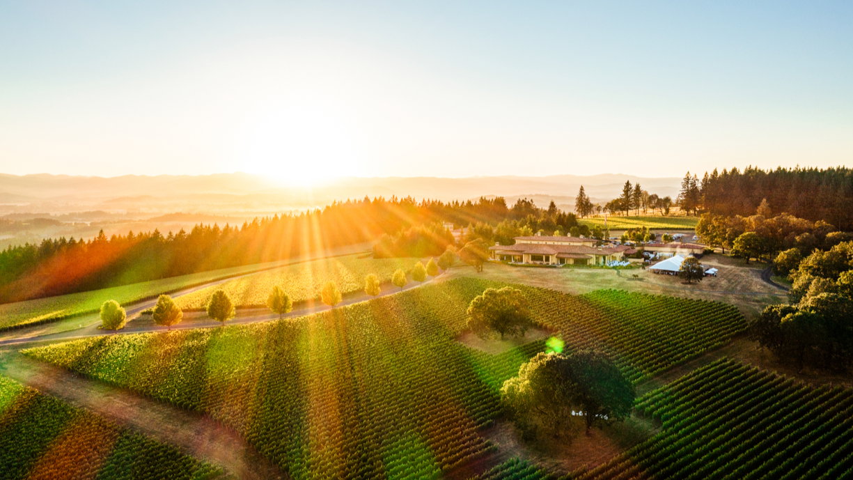 Sunlit vineyard landscape with rows of lush green vines, trees, and a distant building. Warm rays highlight the serene countryside.