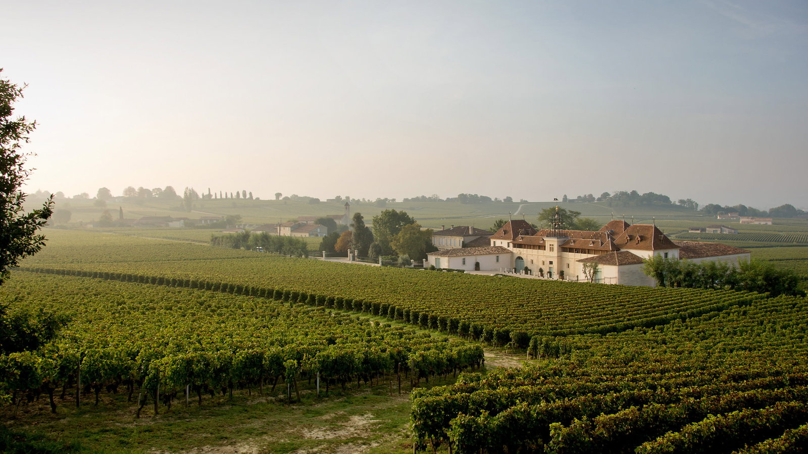 Vineyard landscape exterior of Château Angélus estate with rows of lush green vines, a rustic farmhouse with red-tiled roofs, and a misty horizon under a clear blue sky.
