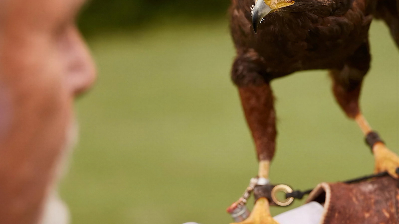 Close-up of a hawk perched on a gloved hand, staring intently. The background is a soft-focus green field. The mood is focused and intense.