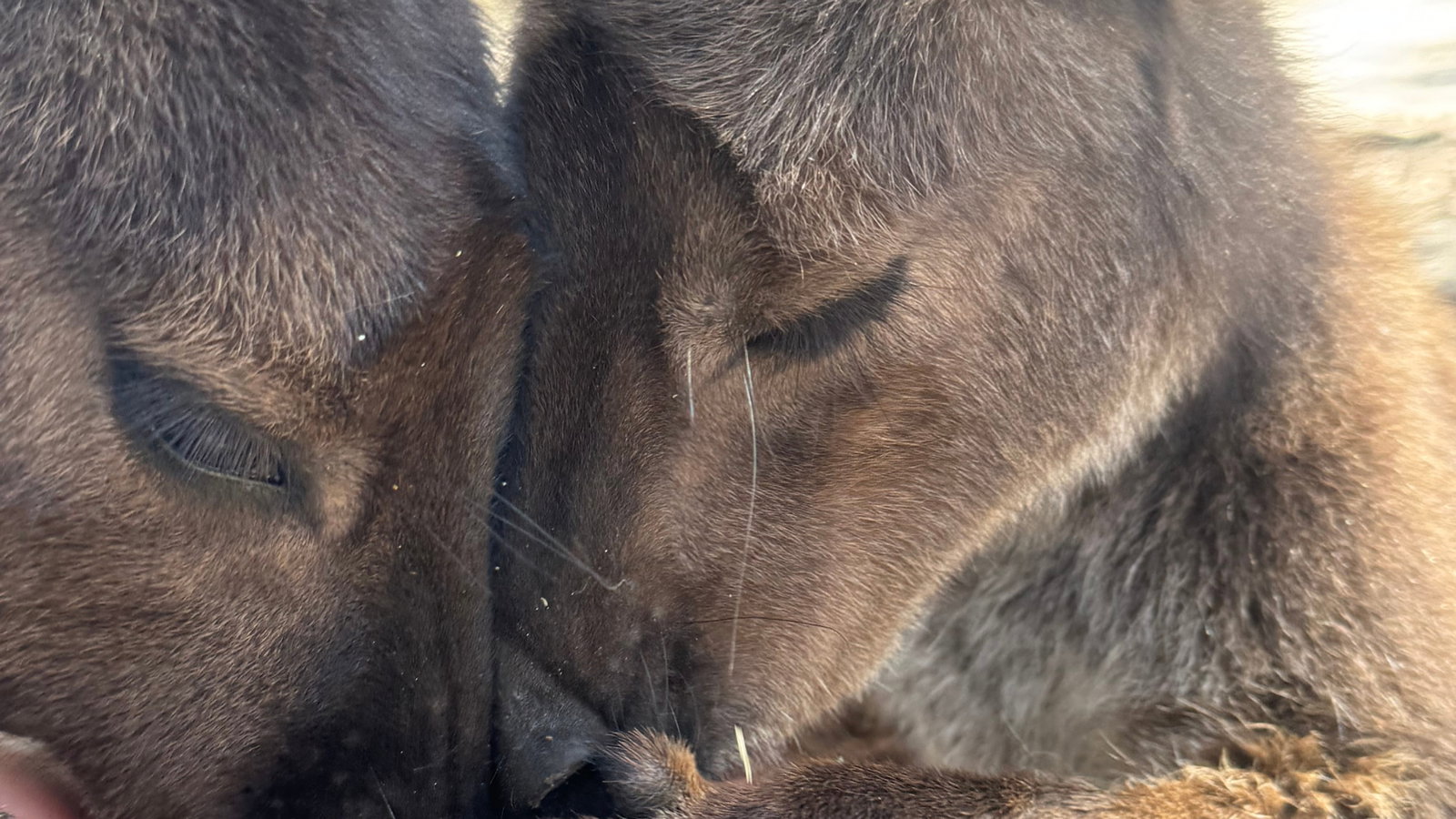 Two kangaroos from Kangaroo Island Wildlife Park eagerly eat from a person's hand, with soft brown fur and alert expressions. Blurry natural background.