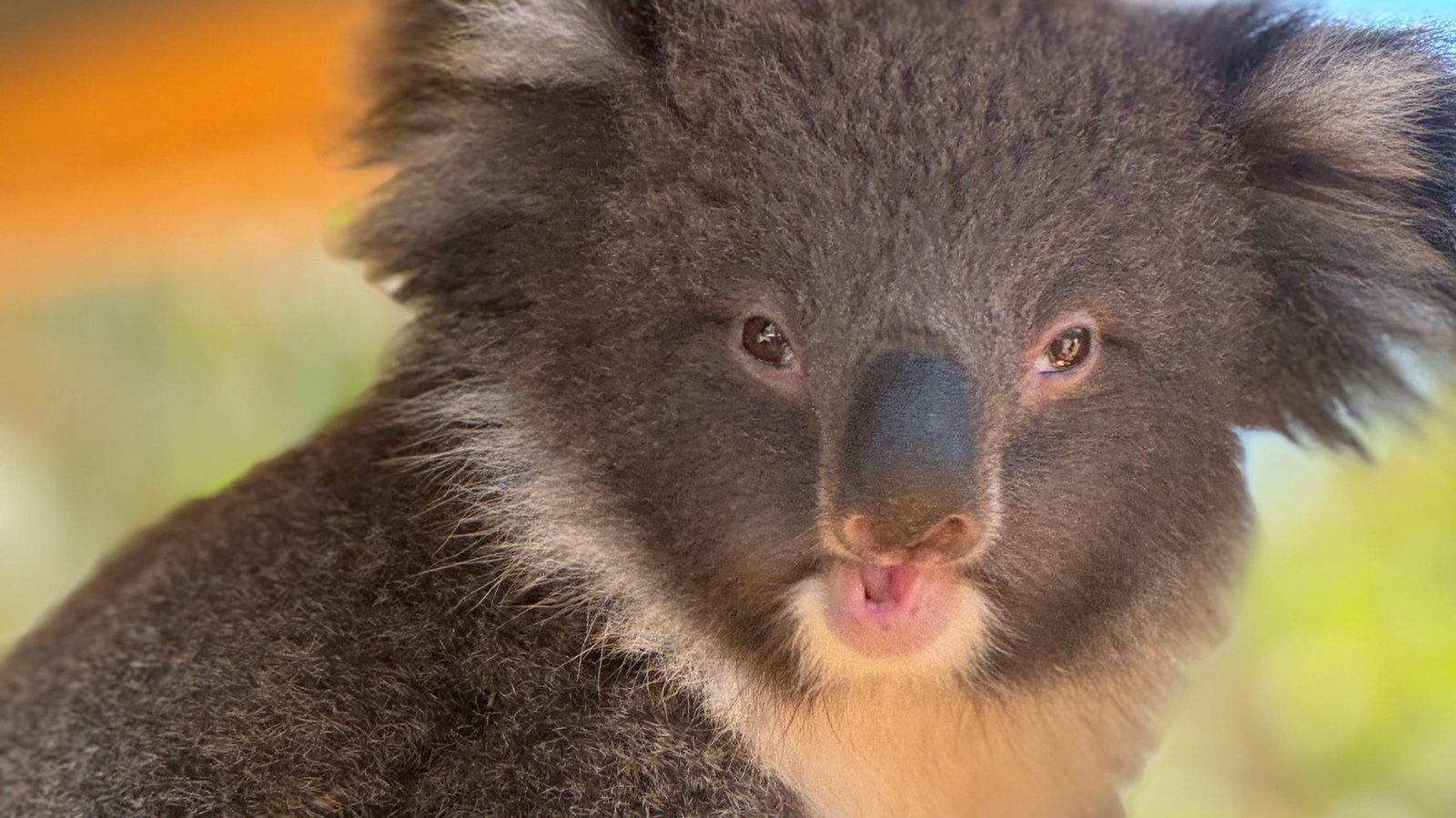 A baby koala from Kangaroo Island Wildlife Park sits on a branch, looking directly at the camera. Its fluffy gray fur contrasts with the blurred green and orange background.