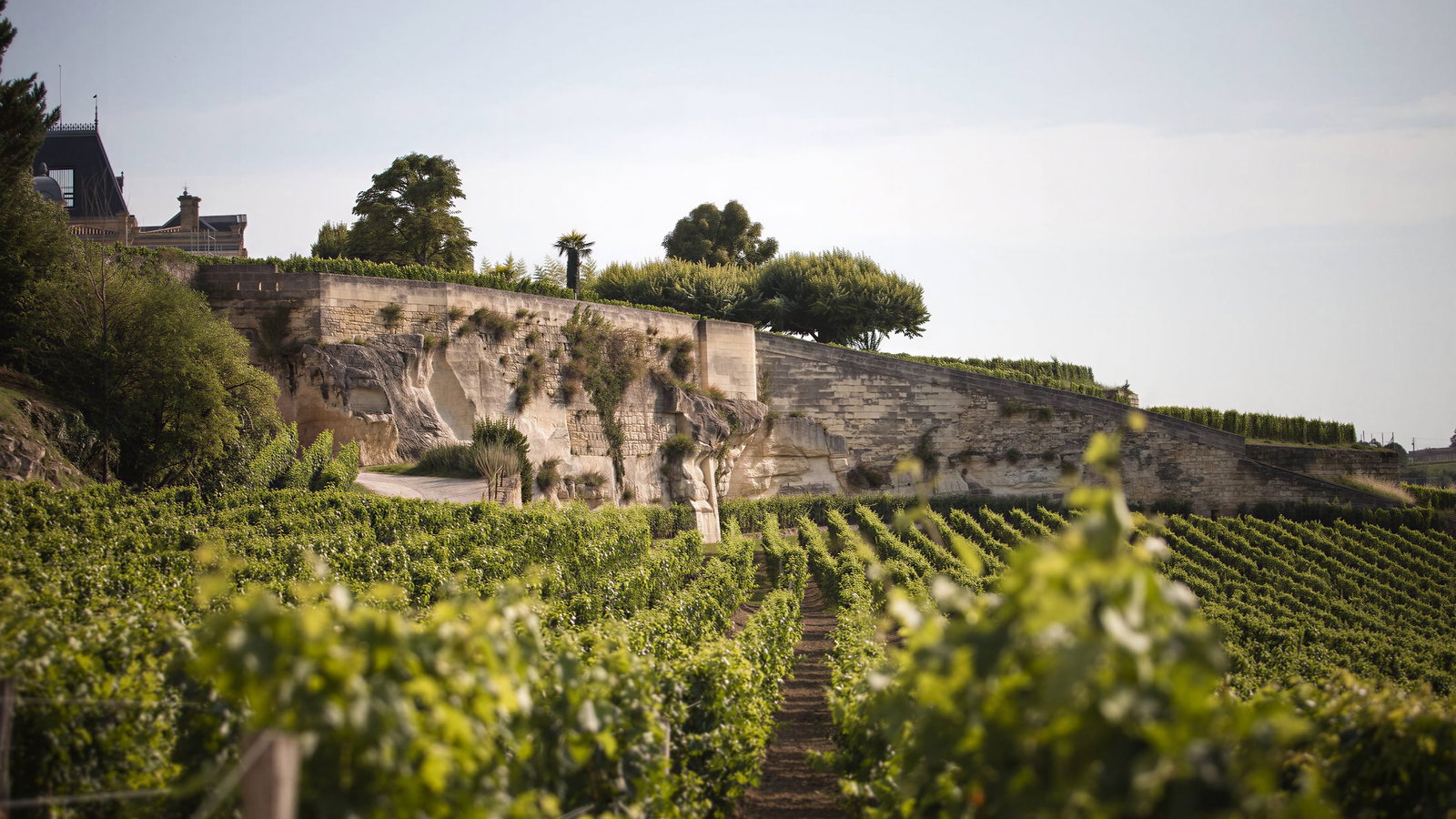 Green Château Ausone vineyards stretch towards a stone wall under a clear sky, with a distant chateau partially visible among lush trees.