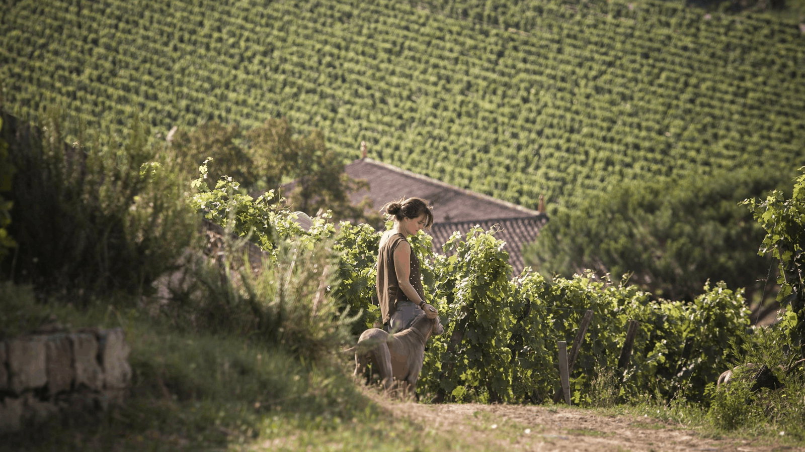 Woman walks with dog through lush vineyard, dappled sunlight. Green vines in rows, rural peaceful setting, brown earthy path.