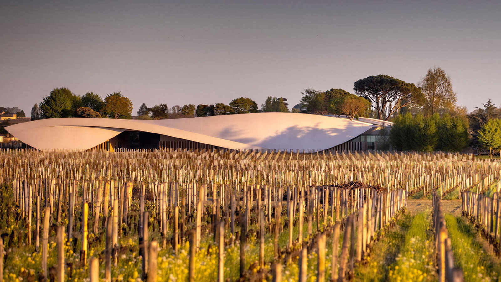 Modern white Le Chai cellar at Château Cheval Blanc with a wavy roof set against a vineyard and trees. The sunset gives a warm golden tone to the scene.