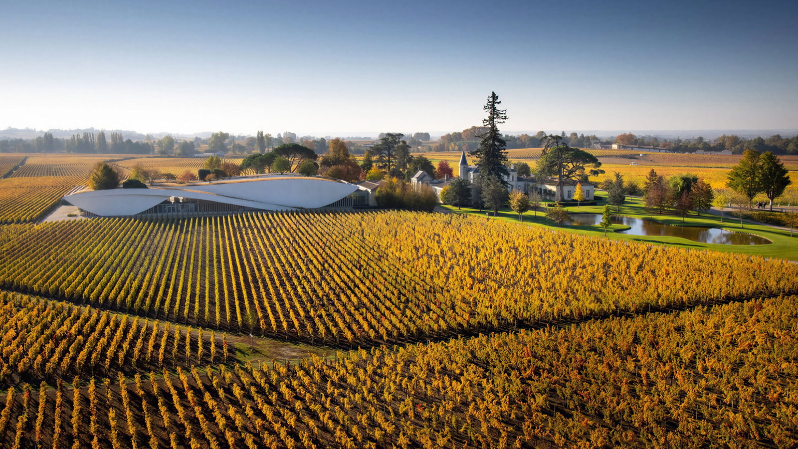 Aerial view of Château Cheval Blanc vineyard with golden rows, modern white building, trees, and a pond under a clear blue sky, evoking calmness.