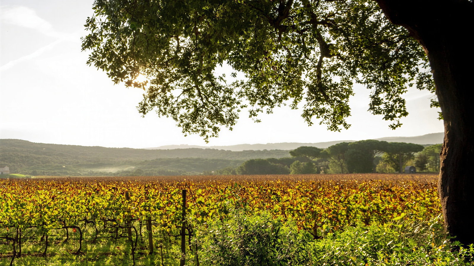 Sunlit Ornellaia Winery vineyard under a large tree with hills in the background. Green and yellow foliage creates a serene, natural atmosphere.