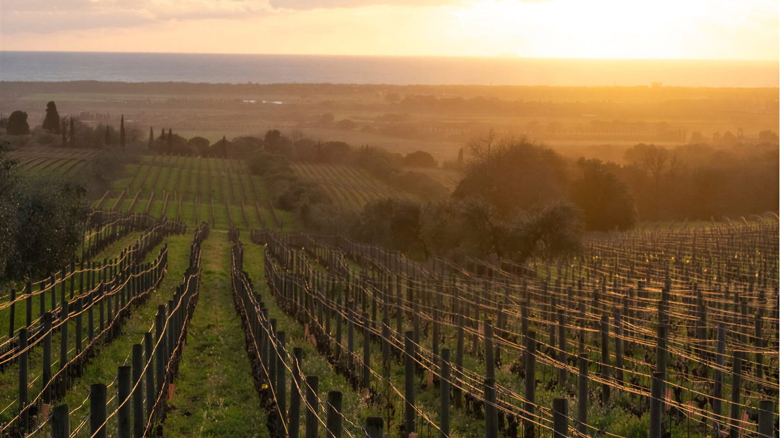 Sunset over the lush green Ornellaia vineyard with rows of grapevines stretching into the horizon; warm golden sky evokes a peaceful mood.