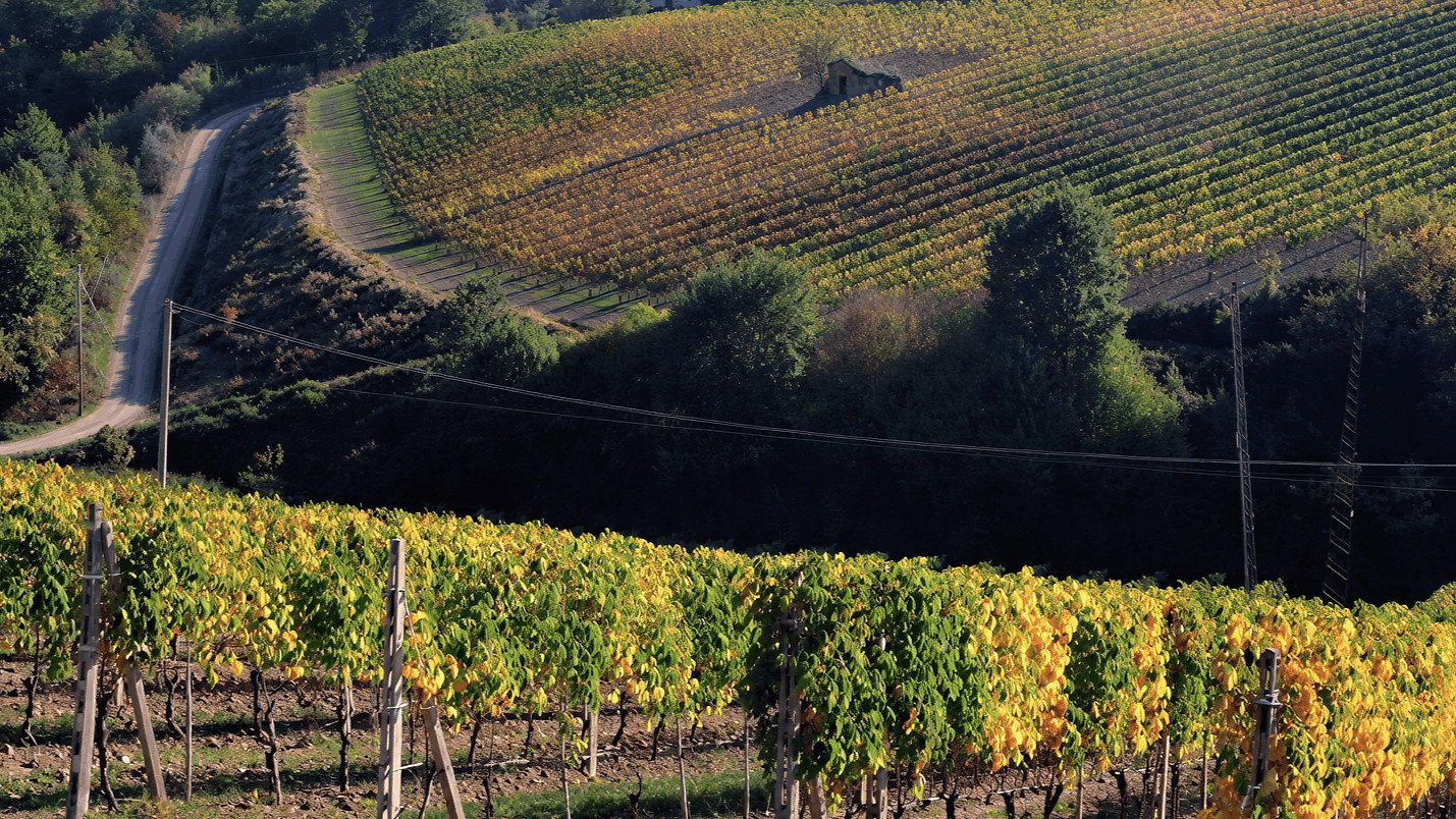Valdicava vineyard with rows of grapevines on rolling hills under a clear sky. A dirt road runs through lush green and yellow foliage, with a distant house.