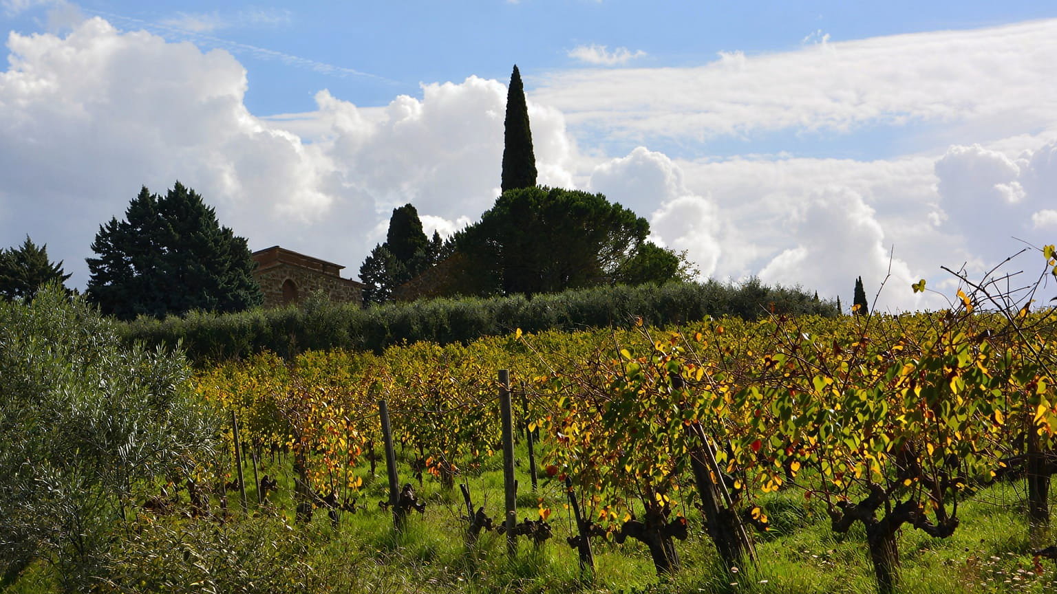 Vibrant Madonna del Piano vineyard at Valdicava with yellowing leaves under a blue sky with fluffy clouds. Tall trees and a rustic building in the background convey tranquility.
