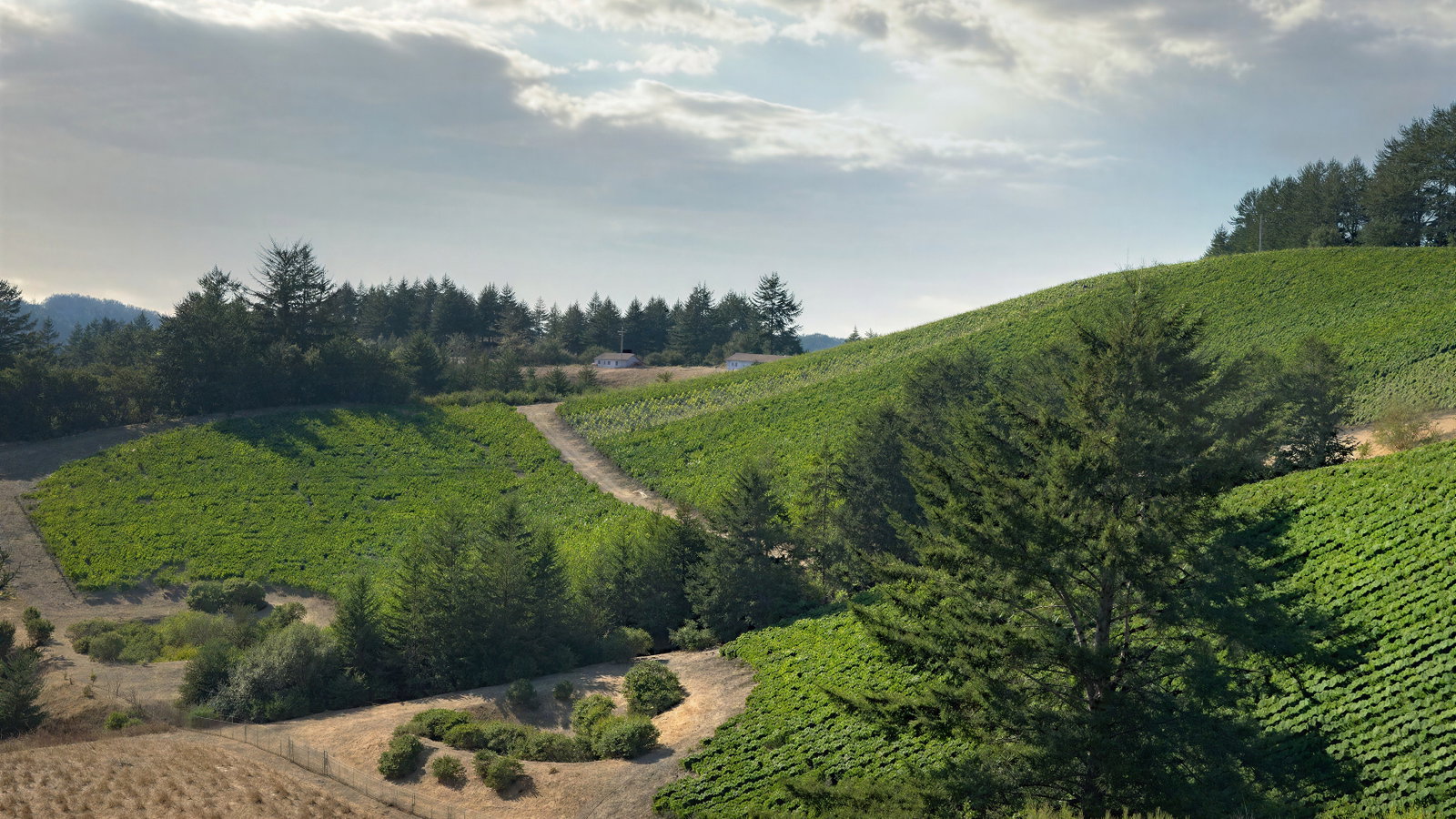 Rolling green hills with trees under a cloudy sky, a winding dirt path, and a calm, serene atmosphere. No text visible.