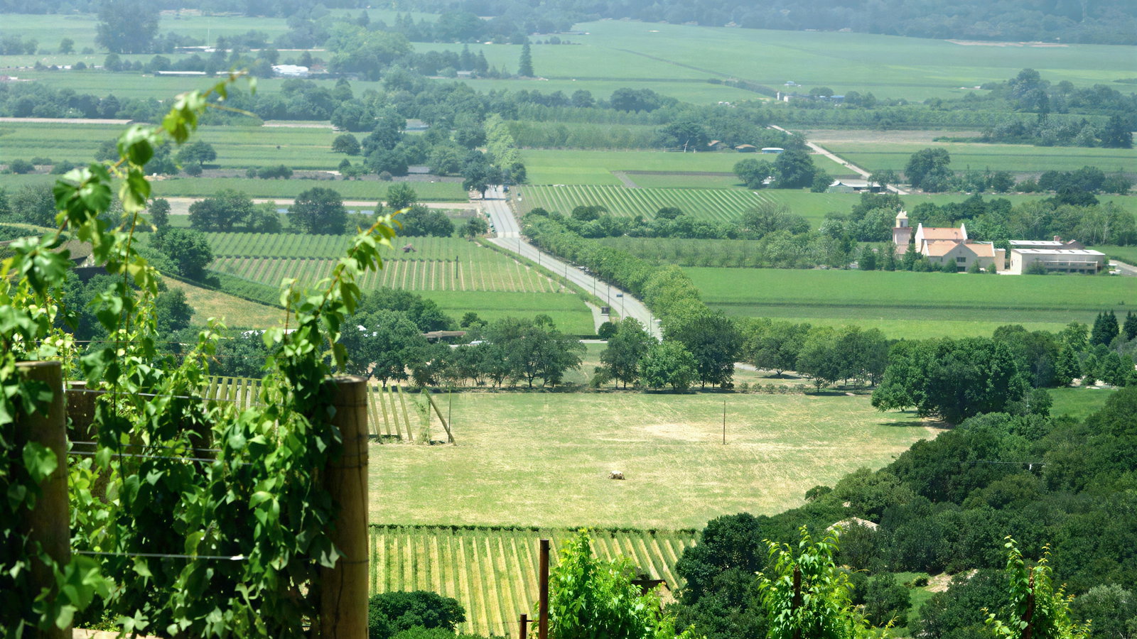 Vineyard with green grapevines in foreground, rows stretching into the distance. Farmhouse and roads visible under a hazy blue sky.