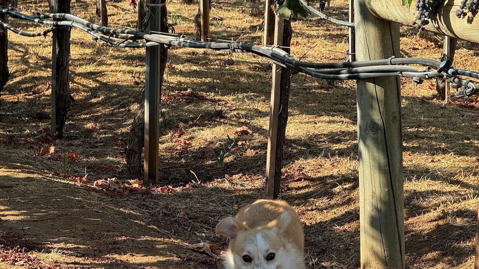 A small dog joyfully runs through a vineyard path. Grapevines with ripe grapes hang overhead in the sunny, earthy setting.