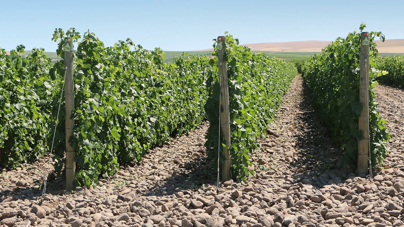 Vineyard with lush green grapevines on rocky soil, under a clear blue sky. Posts numbered 740, 741, 742. Calm, sunny scene.