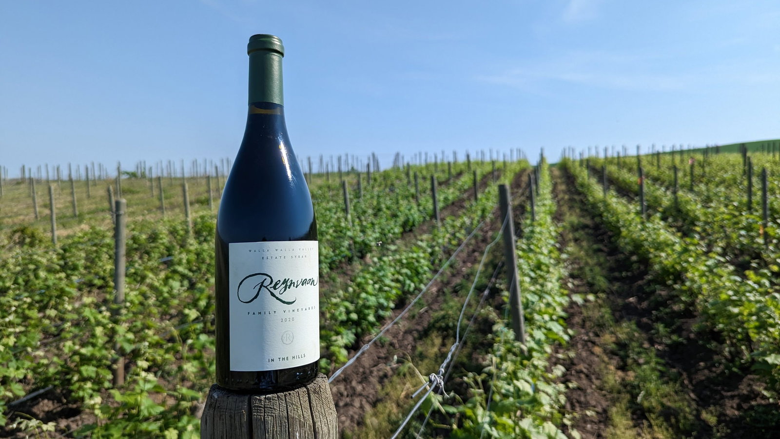 A wine bottle labeled "Reynvaan" sits on a post in a sunny vineyard with green rows of grapevines under a clear blue sky.