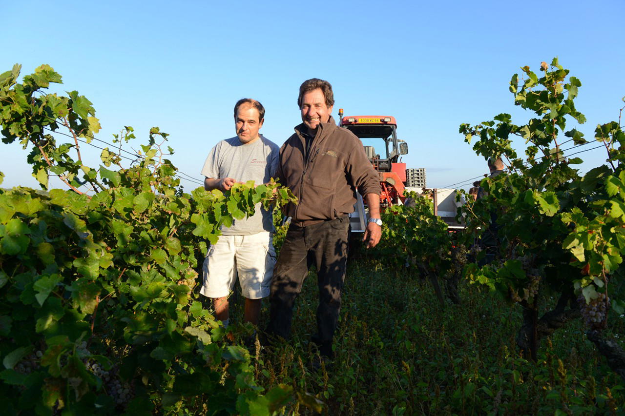Cover image for guide: The Luxury Traveler’s Guide to Wine Harvest Season: Where to Go and What to Expect