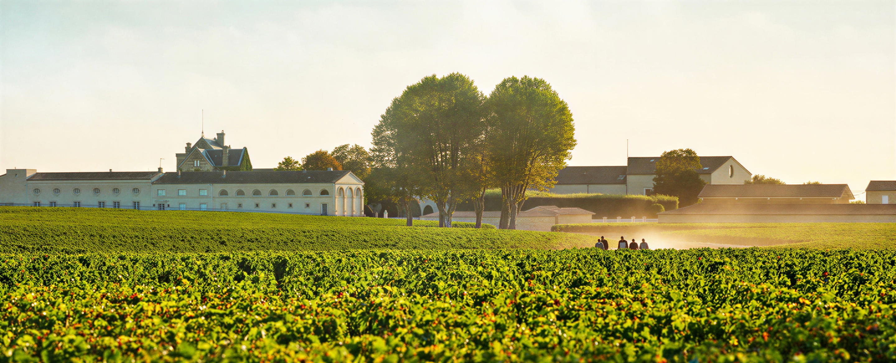 How to Visit Chateau Mouton Rothschild winery for a Tasting