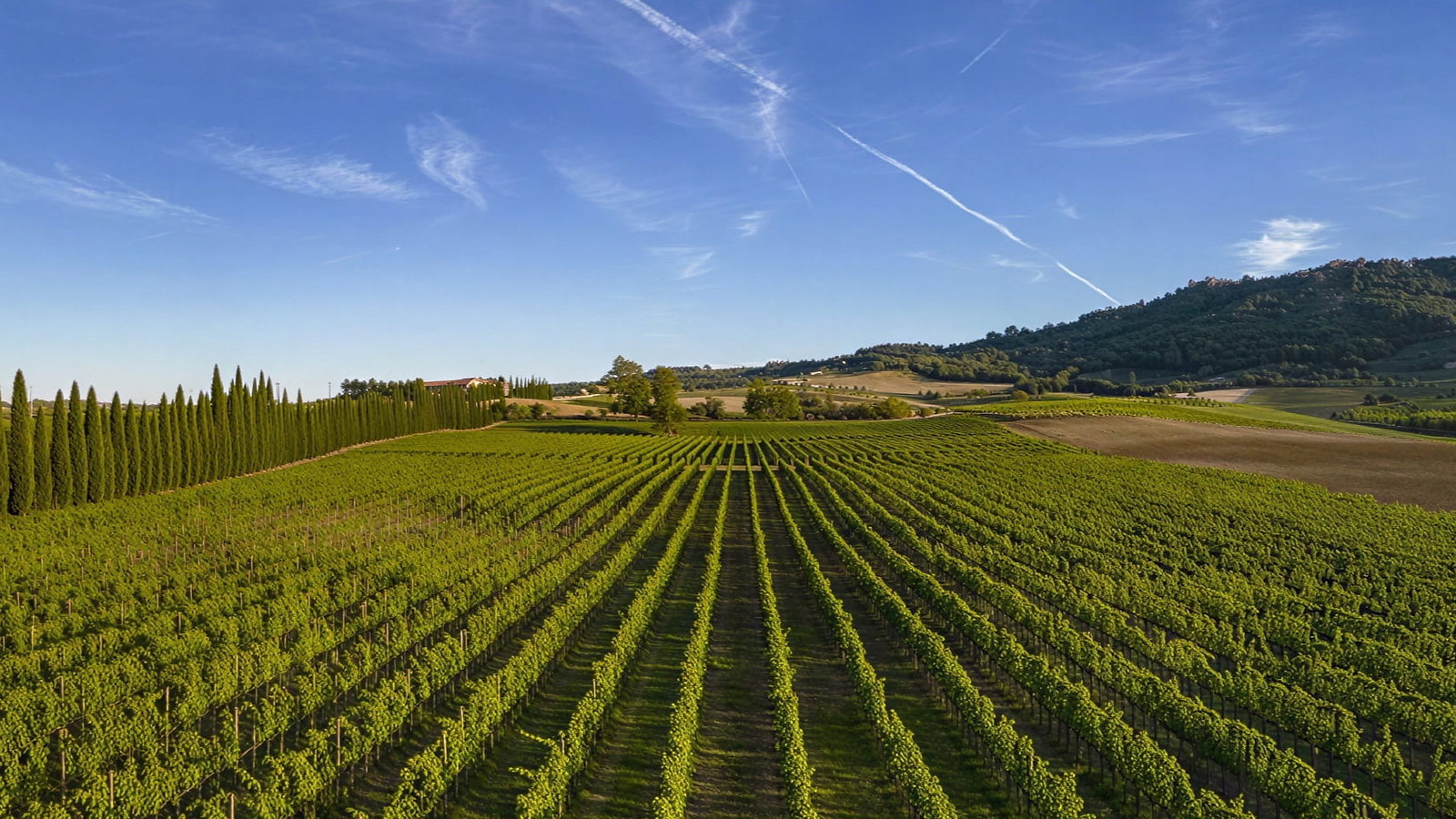Green Valdicava vineyard rows stretch under a blue sky with contrails, bordered by tall cypress trees and distant hills, evoking a serene mood.
