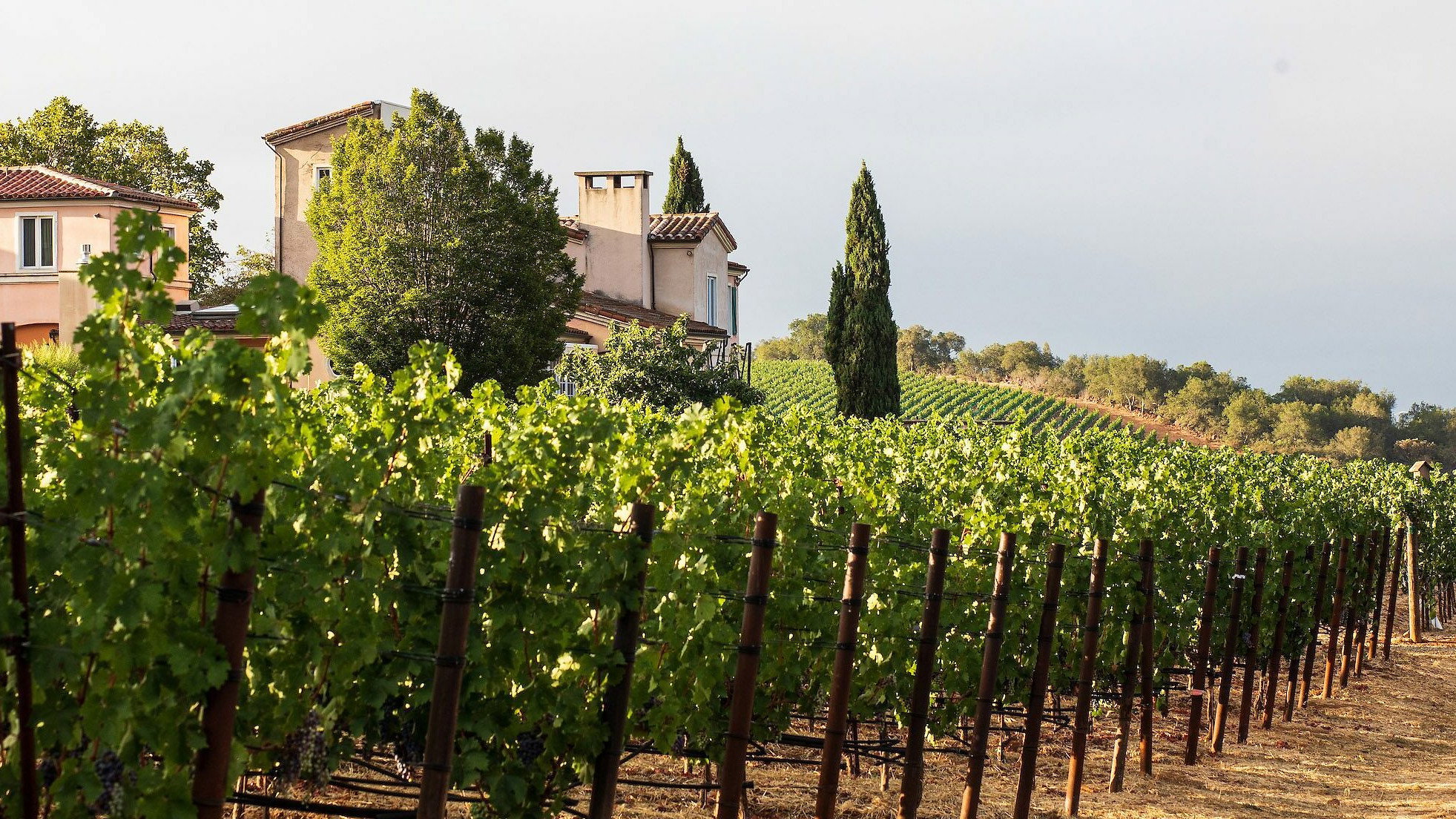 What it's like to Visit Dalla Valle Vineyards