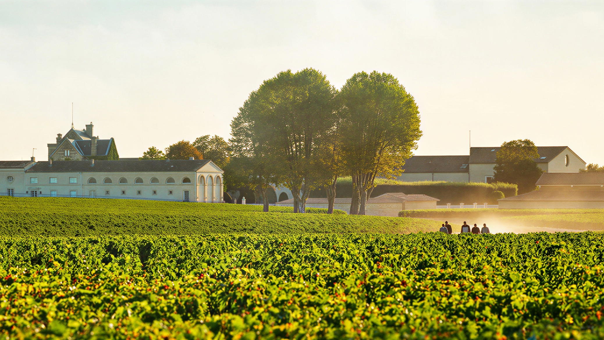 How to Visit Chateau Mouton Rothschild winery for a Tasting