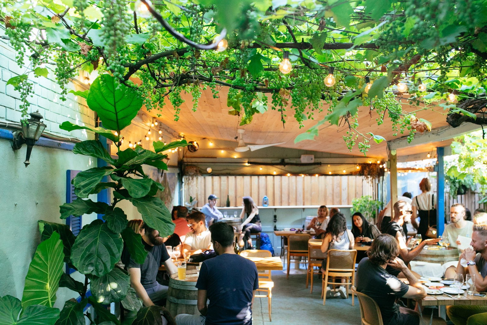Paradise Grapevine, Toronto, Canada