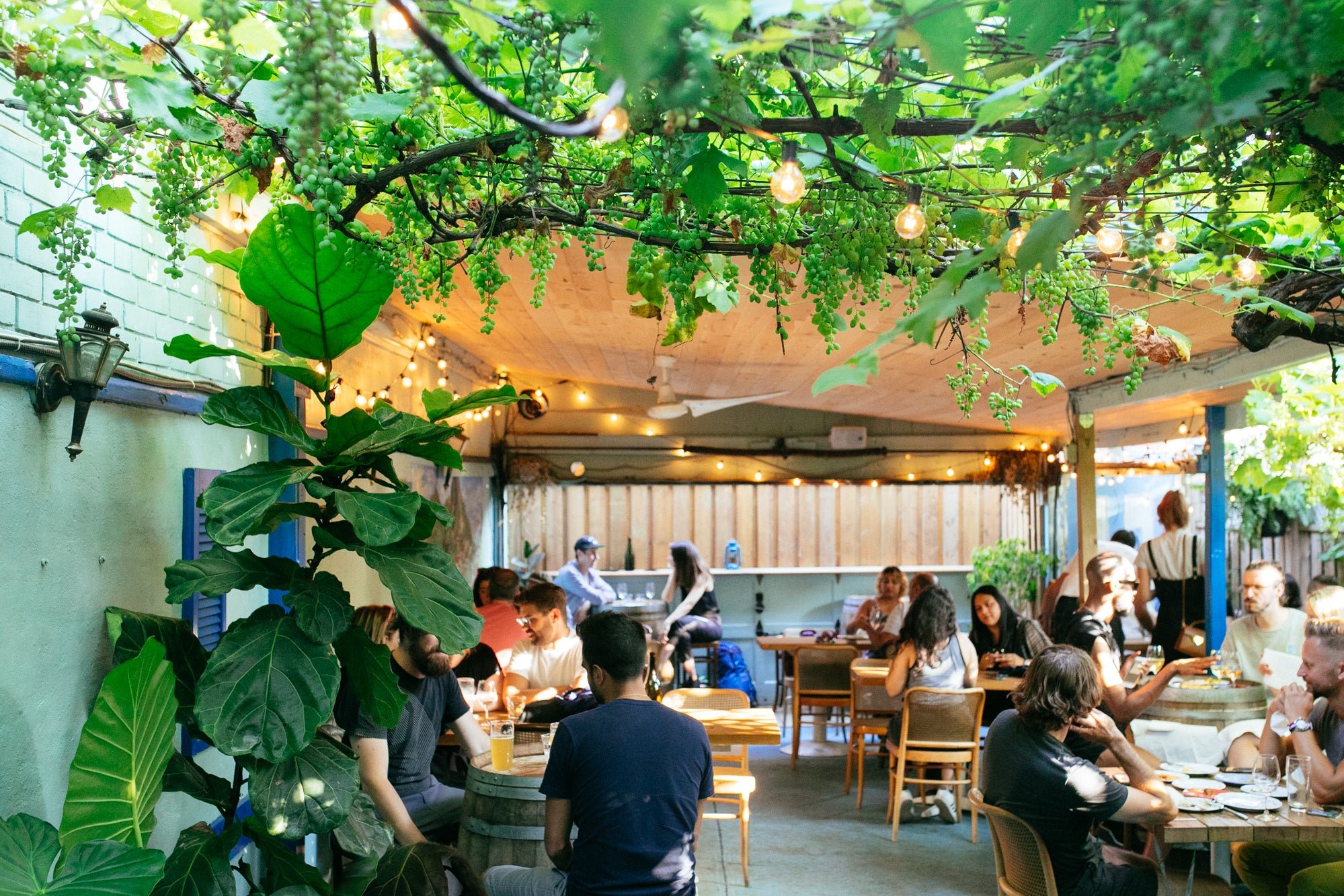 Paradise Grapevine, Bar in Toronto
