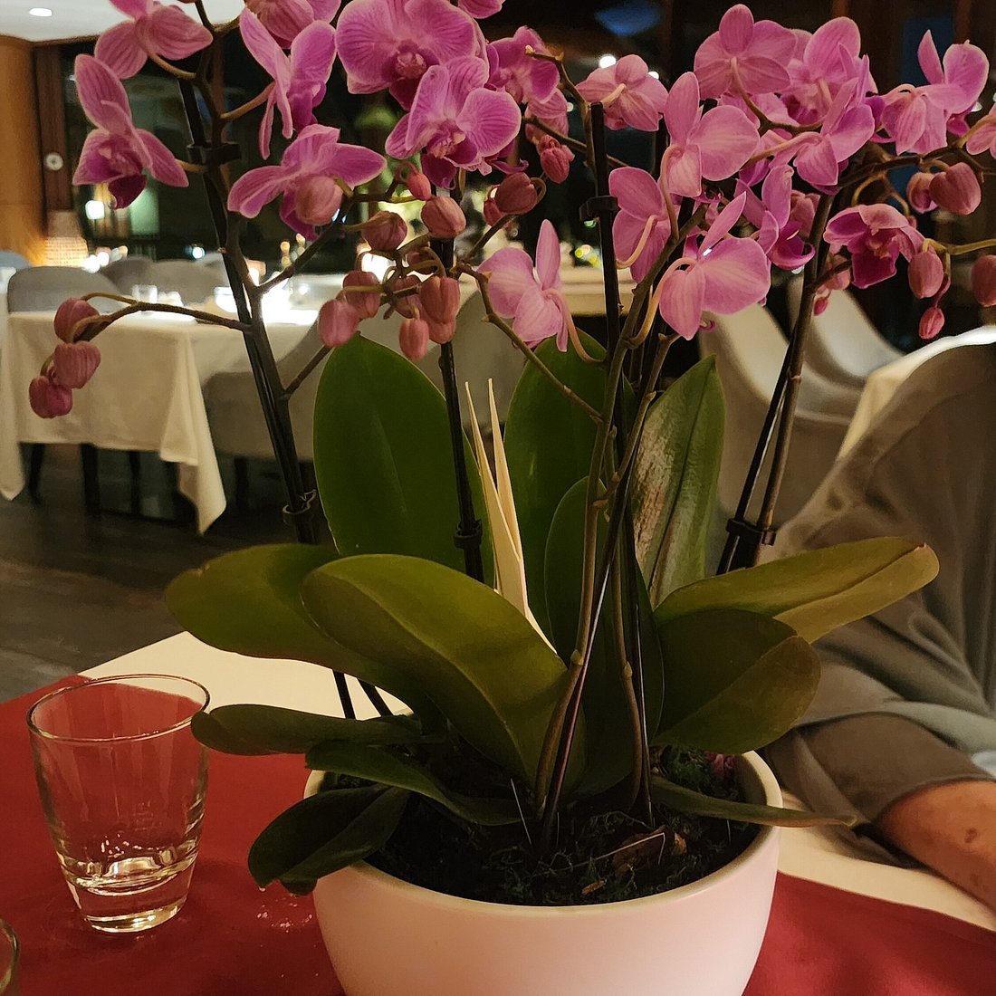 White Orchid Lounge