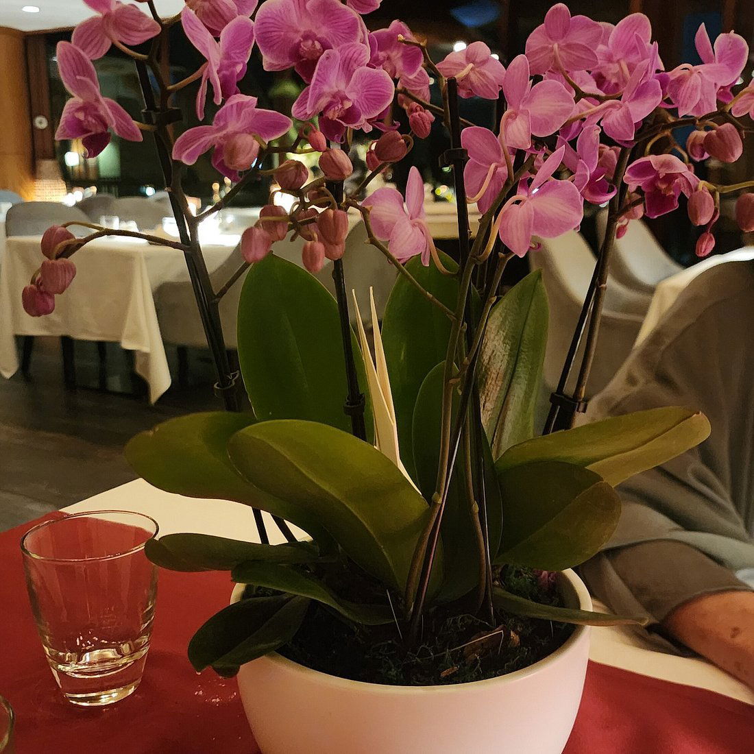 White Orchid Lounge, Bar in Dubai