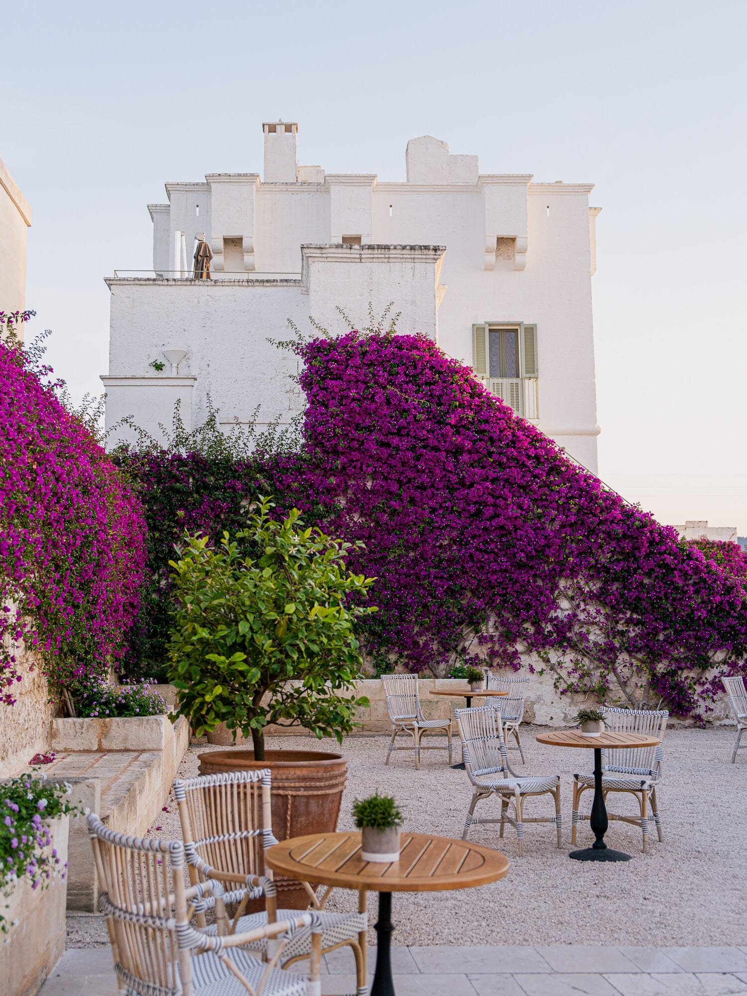 Bougainvillea