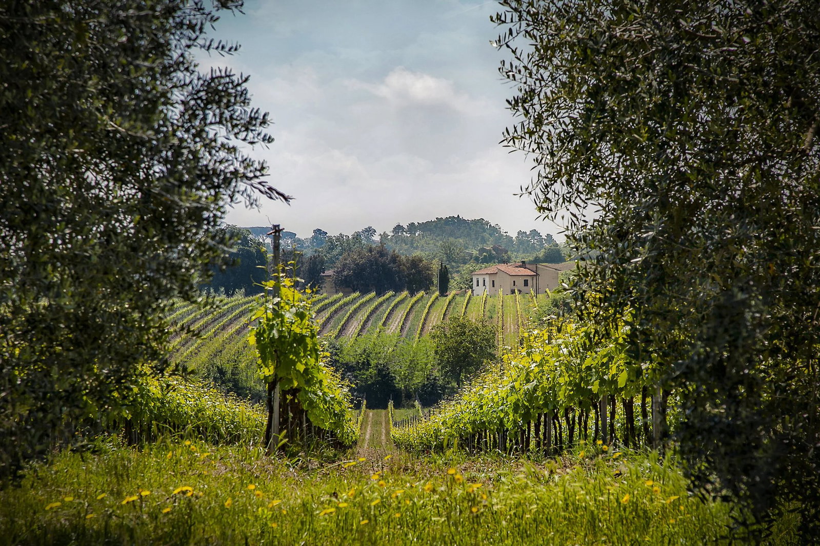 Zin Valle Vineyards, El Paso, United States