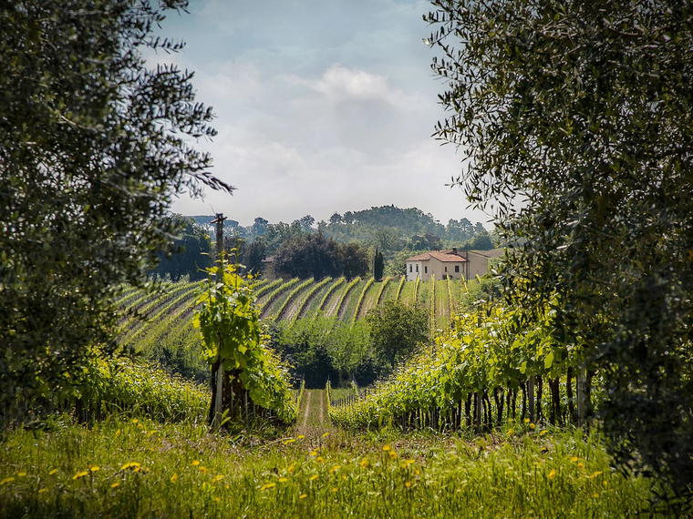 Zin Valle Vineyards, El Paso, United States