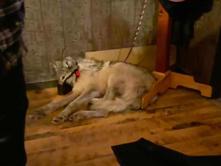 Apartment Bar, Wolf, United States