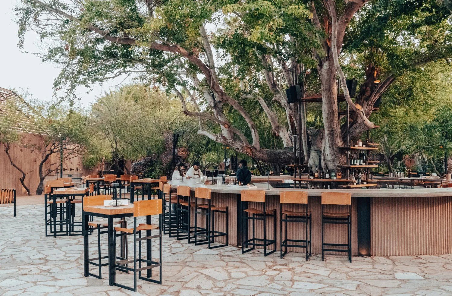 Bar Búho, Bar in Los Cabos