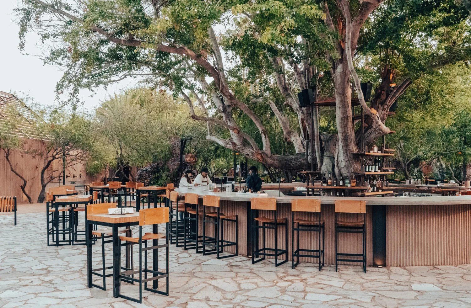 Bar Búho bar in Los Cabos