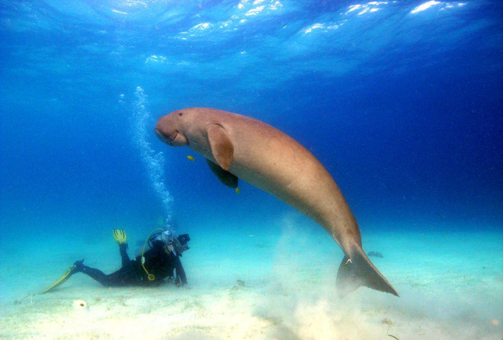 Dugong Bar bar in Coron