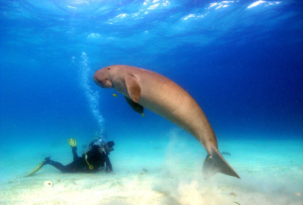 Dugong Bar