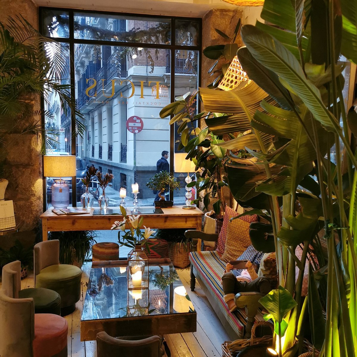 Ficus Bar