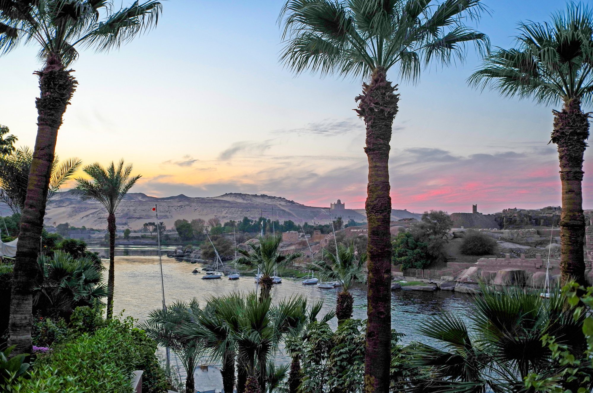 Palms