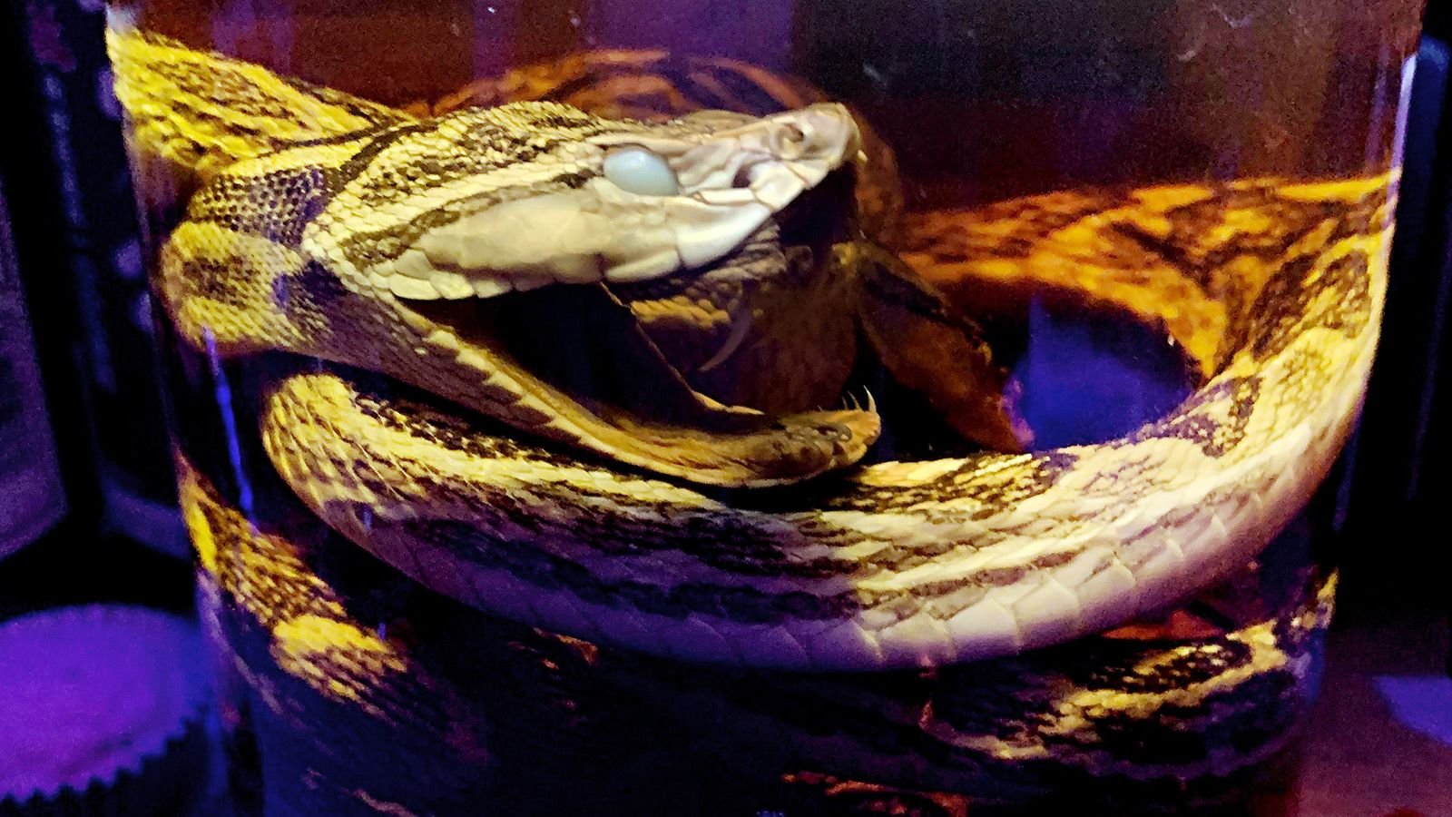 Serpent bar in Tokyo, Japan