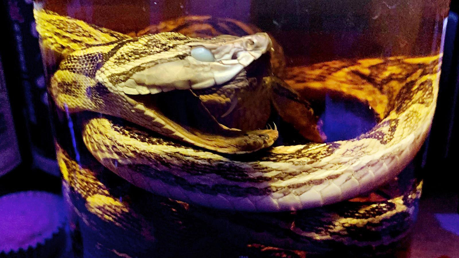 Serpent bar in Tokyo, Japan