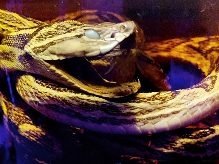 Serpent, Tokyo, Japan