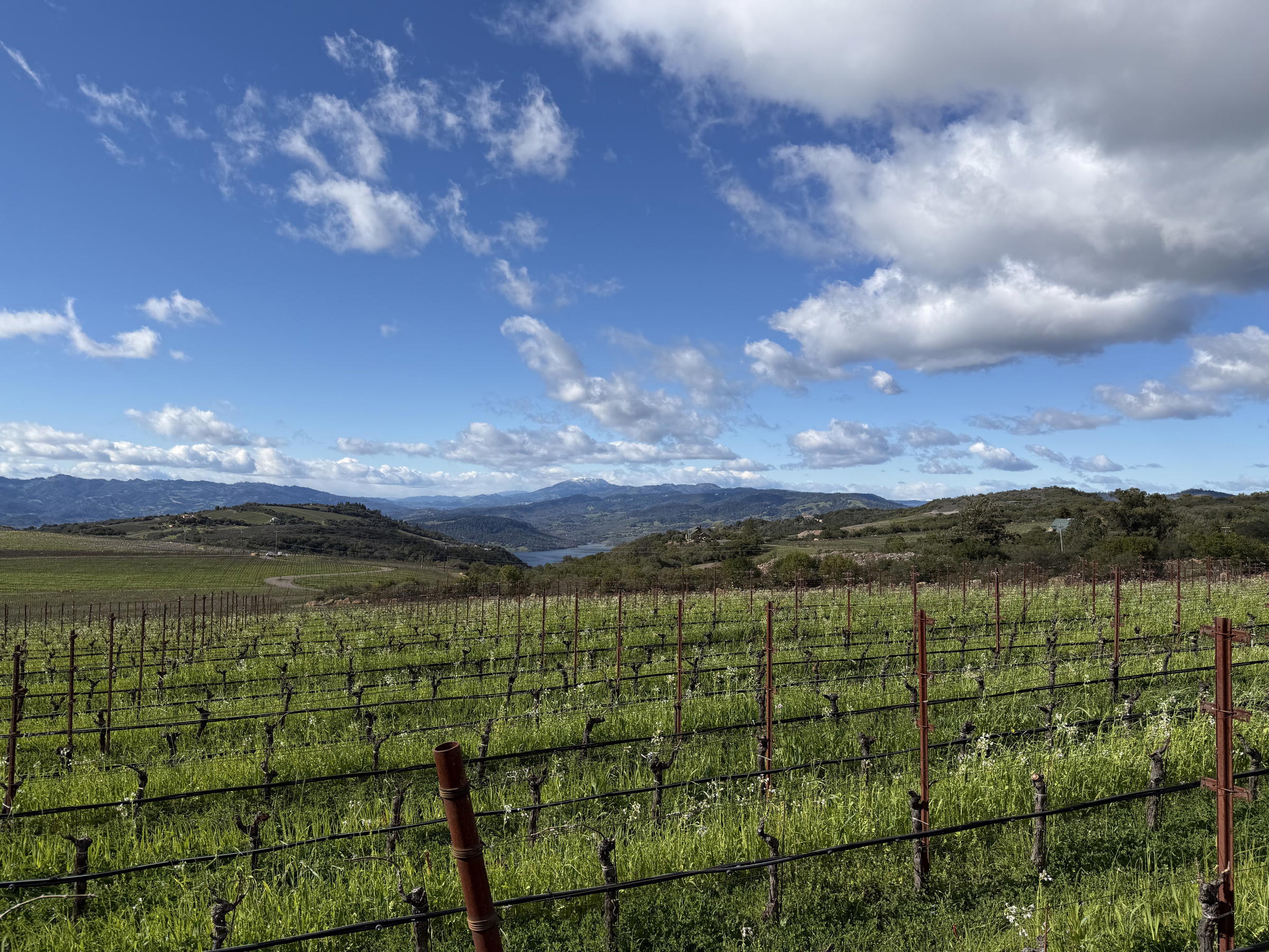 Continuum Estate Visit: ATV Through Sage Mountain Vineyard